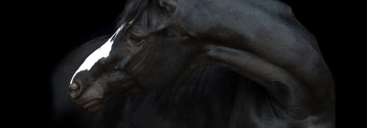 teaserbild hoeveler equinova einstiegsbanner pferdefutter pferd ergaenzungsfutter supplemente